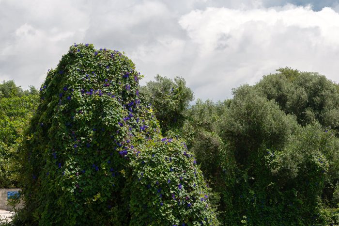 Pernari Apartments building and grounds, Spartia, Kefalonia